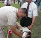 Owce - Szepietowo 2012 XIX Regionalna Wystawa Zwierząt Hodowlanych - 22