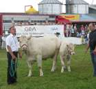 Bydło - Szepietowo 2012 XIX Regionalna Wystawa Zwierząt Hodowlanych - 54