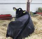 VII Ogólnopolska Wystawa Bydła Hodowlanego - 73