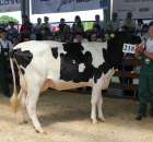 Bydło - Szepietowo 2012 XIX Regionalna Wystawa Zwierząt Hodowlanych - 87