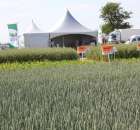 Polskie Zboża 2011 - Sobota