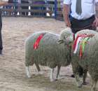 Owce - Szepietowo 2012 XIX Regionalna Wystawa Zwierząt Hodowlanych - 40