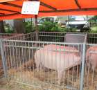 Loszki mieszańce ras wbp z pbz