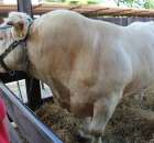 Bydło - Szepietowo 2012 XIX Regionalna Wystawa Zwierząt Hodowlanych - 36