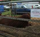 Bydło mięsne rasy Limousine