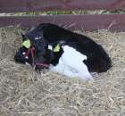 Bydło - Szepietowo 2012 XIX Regionalna Wystawa Zwierząt Hodowlanych - 23