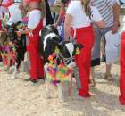 Konkurs Młodego Hodowcy - 41