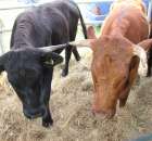 XX Targi Rolnicze Lubniewice