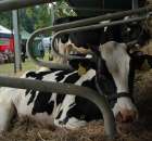 XX Targi Rolnicze Lubniewice