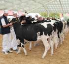 VII Ogólnopolska Wystawa Bydła Hodowlanego - 12