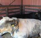 Bydło - Szepietowo 2012 XIX Regionalna Wystawa Zwierząt Hodowlanych - 20