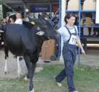 Bydło - Szepietowo 2012 XIX Regionalna Wystawa Zwierząt Hodowlanych - 82