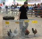 Drób - Szepietowo 2012 XIX Regionalna Wystawa Zwierząt Hodowlanych - 3