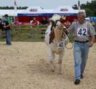 Nagordy dla superchampionów i championów  - 37