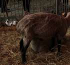 XX Targi Rolnicze Lubniewice