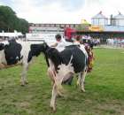 Bydło - Szepietowo 2012 XIX Regionalna Wystawa Zwierząt Hodowlanych - 50