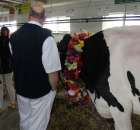 VII Ogólnopolska Wystawa Bydła Hodowlanego - 165