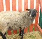 IZOO Balice dzień drugi  - 32