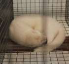 Norka Biała Hedlunda