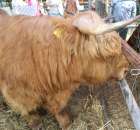 XX Targi Rolnicze Lubniewice