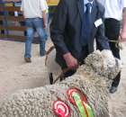 Owce - Szepietowo 2012 XIX Regionalna Wystawa Zwierząt Hodowlanych - 25