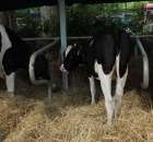 Wystawa Bydła Mlecznego