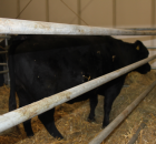 Foto reportaż z Międzynarodowych Targów Hodowli Zwierząt FARMA