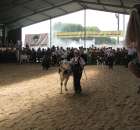 Młody Hodowca - Szepietowo 2012 - 35