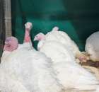 Pierwsze dni indyka w Koźminku