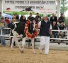 Prezentacja Championów na VII Ogólnopolskiej Wystawie Bydła Hodowlanego w Sielinku 2012 - 3