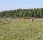 Wypas bydła zdjęcie nr 23