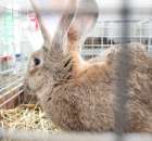 Drób - Szepietowo 2012 XIX Regionalna Wystawa Zwierząt Hodowlanych - 47