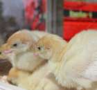 Pierwsze dni indyka w Koźminku