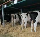 Wystawa Bydła Mlecznego