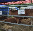 Bydło mięsne rasy Limousine