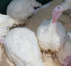 Pierwsze dni indyka w Koźminku