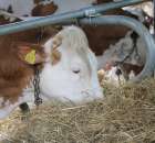 XX Targi Rolnicze Lubniewice