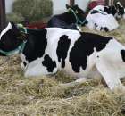 VII Ogólnopolska Wystawa Bydła Hodowlanego - 75