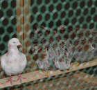 Foto reportaż z Międzynarodowych Targów Hodowli Zwierząt FARMA