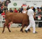 Prezentacja Championów na VII Ogólnopolskiej Wystawie Bydła Hodowlanego w Sielinku 2012 - 23