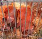 XX Targi Rolnicze Lubniewice