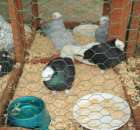 Gołębie Weisskopy Czarne