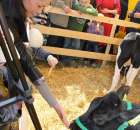 Foto reportaż z Targów Rolno-Ogrodnicze AGROMARSZ Marszew 2011