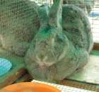 Królik Belgijski Olbrzym Szary