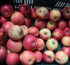 Fotoreportaż z XI Międzynarodowych Targów Fermy Bydła