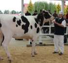 VII Ogólnopolska Wystawa Bydła Hodowlanego - 61