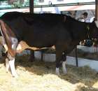 Bydło - Szepietowo 2012 XIX Regionalna Wystawa Zwierząt Hodowlanych - 4