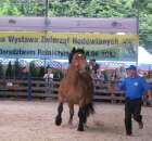 Konie - Szepietowo 2012 XIX Regionalna Wystawa Zwierząt Hodowlanych - 33
