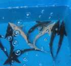 XX Targi Rolnicze Lubniewice 