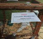 Gołębie Loczek Węgierski